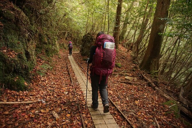 [Private Guide & Plan With Bento] Lets Walk in the Forest of Thousands of Years of Age! Jomon Cedar Day Trip Trekking [Special Lunch With Yakushima Ingredients! ] - Booking Your Private Guide Experience