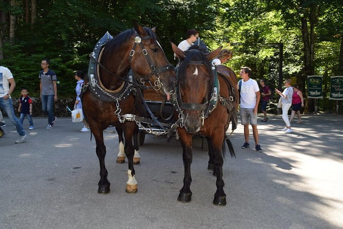 Private Guided Day Trip to Castle Neuschwanstein incl. Carriage Horse Ride - An In-Depth Look at the Experience