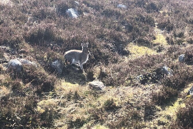 Private Guided Mountain Walking Experience in the Cairngorms - Final Thoughts: Is It Worth It?