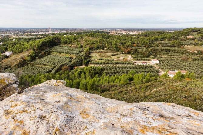 Private guided tour, olive grove in Salon de Provence. - An Introduction to Provence’s Olive Heritage