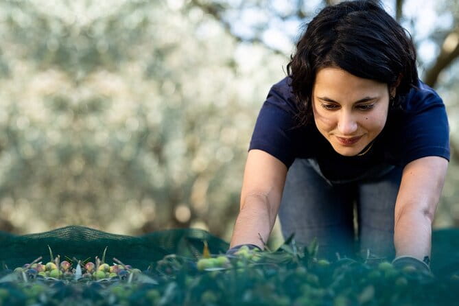 Private guided tour, olive grove in Salon de Provence. - The Modern Mill: Seeing Artisanal Oil Production