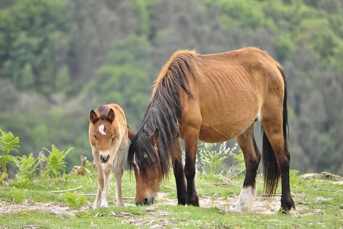 Private Guided Tour - Peneda Gerês National Park - Exploring Peneda-Gerês: The Heart of the Experience