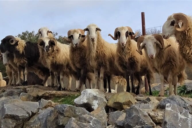 Private Guided Tour to Lasithi Plateau Villages & Olive Oil Mill - Discovering Crete’s natural and cultural treasures