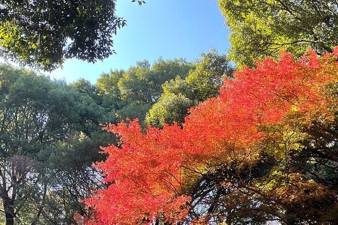 Private Guided Trivia Quest Tour at Harajuku Meiji-jingu - Meeting and End Points