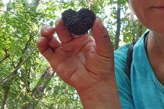 Private Guided Truffle Hunting Tour in Serbia with Lunch - Price and Value: What Does It Really Cost?