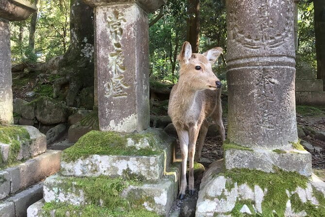Private Half-Day City of Nara Guided Tour - Key Points