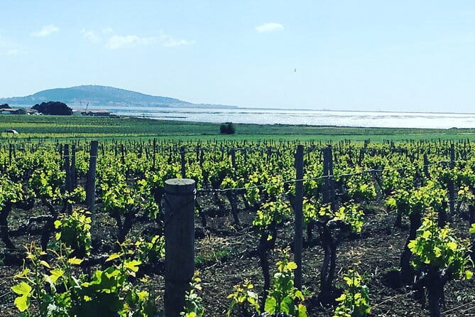 Private Half-Day Languedoc Wine Tour from Sète - Frequently Asked Questions