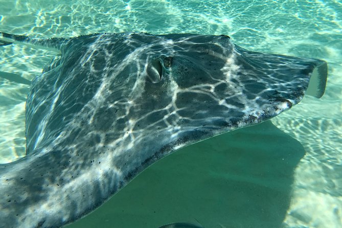 Private Half Day Stingray City, Snorkeling and Starfish Beach Tour - Meeting Point and Return