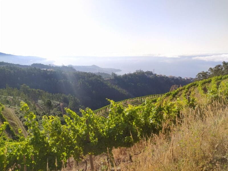 Private Half-Day Tour of Wine Fields - FAQs