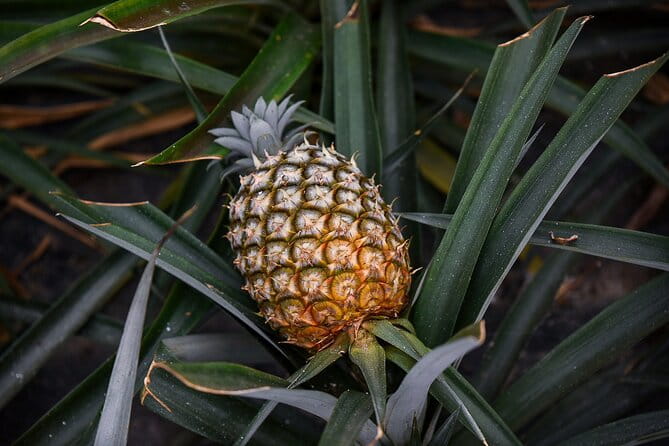 Private Half-Day Tour to Sete Cidades São Miguel Island - Key Points / Takeaways