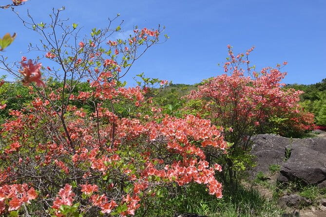 Private Hiking Activity Near Tokyo - Frequently Asked Questions