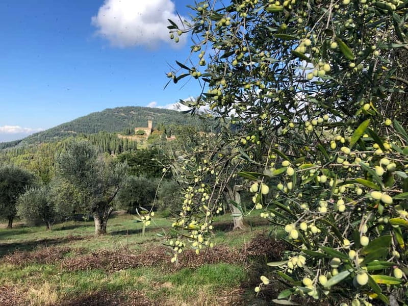 Private Hiking Florence Tour with Wine and Lunch or semi-pri - Farm Visit: Authentic Tuscan Food and Wine