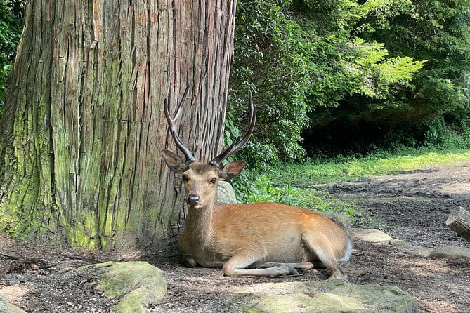 Private Hiroshima and Miyajima Tour With Local - Accessibility and Participation