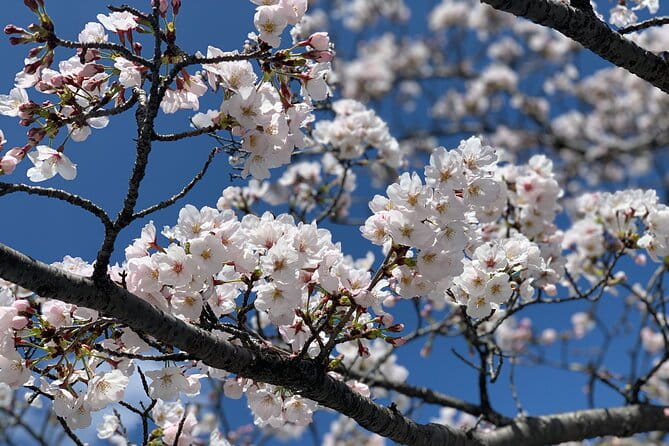 Private Hiroshima and Miyajima Tour With Local - Customer Feedback