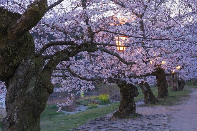 Private Hiroshima Cherry Blossom and Sakura Experience - Reviews and Testimonials