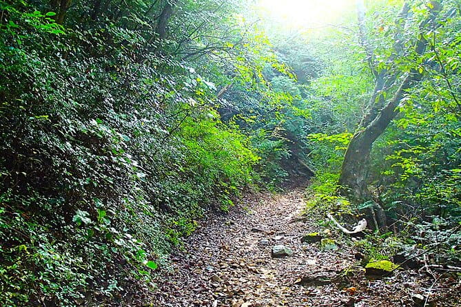 Private Historic Road Hike in the Healing Forest of Arima - Key Points