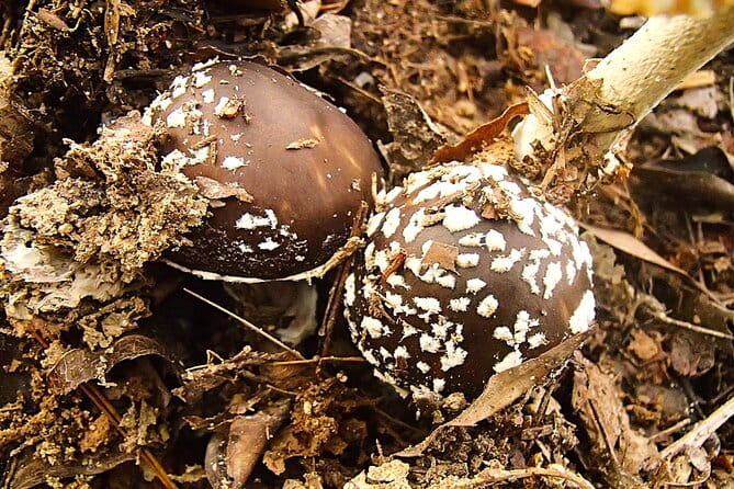 Private Historic Road Hike in the Healing Forest of Arima - The Sum Up