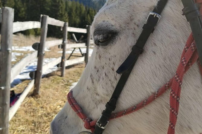Private Horseback Riding the Rila Range - Logistics and Practicalities: What to Expect