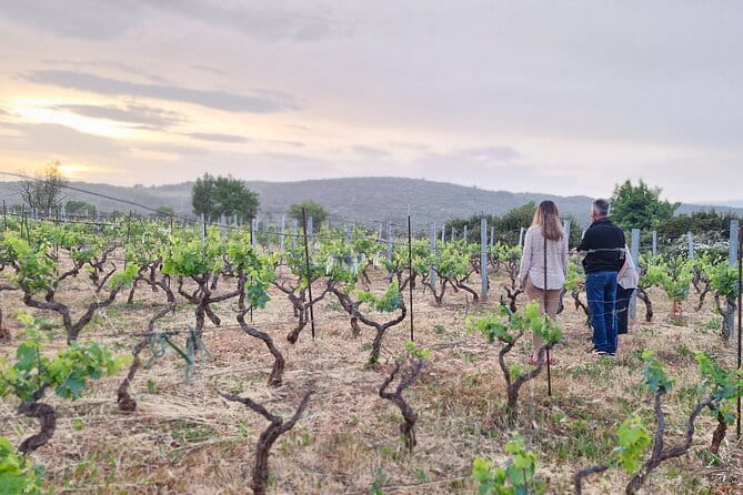 Private Hvar Cooking Classes, Dinners & 'Poje' Field Tour! - Key Points / Takeaways