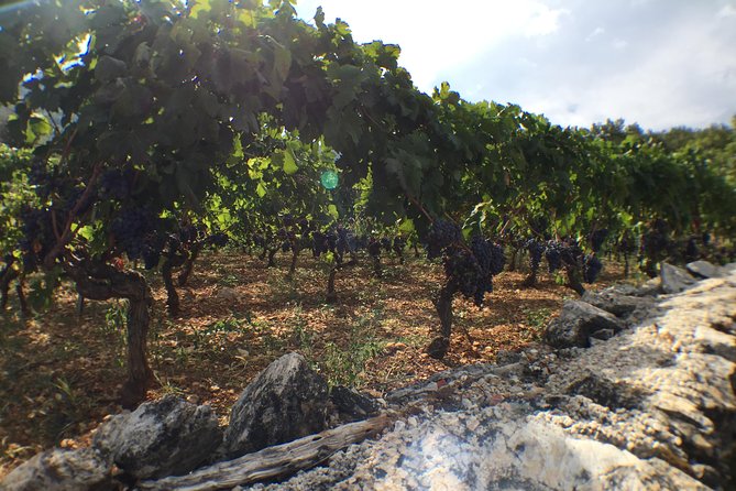 Private Hvar Wine Tasting Tour - Minimum Drinking Age