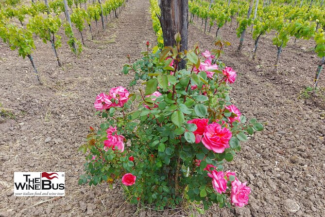 Private Irpinia Wine Tour From SORRENTO With Sommelier - Exploring Irpinia Wineries