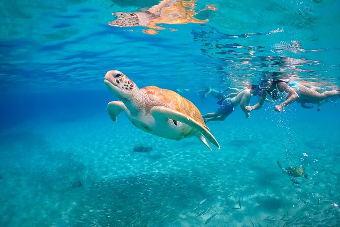 Private Island Hopping Boat Tour and View the Turtles - Tour Operator