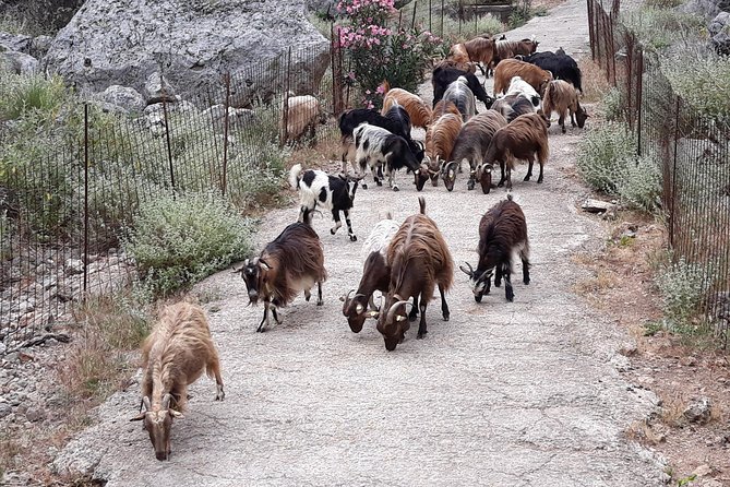 Private - Jeep Safari Tour With Lunch and Tastings - Overview and Description