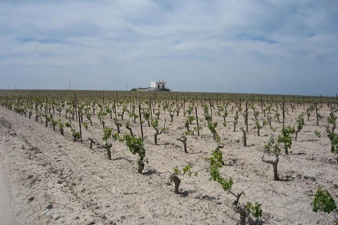 Private Jerez Winery and Jerez Brandy Experience from Seville Hotel pick up - Price and Value