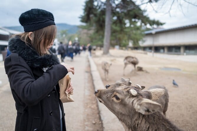 Private Journey in Nara's Historical Wonder - Personalized Experience With a Local Guide
