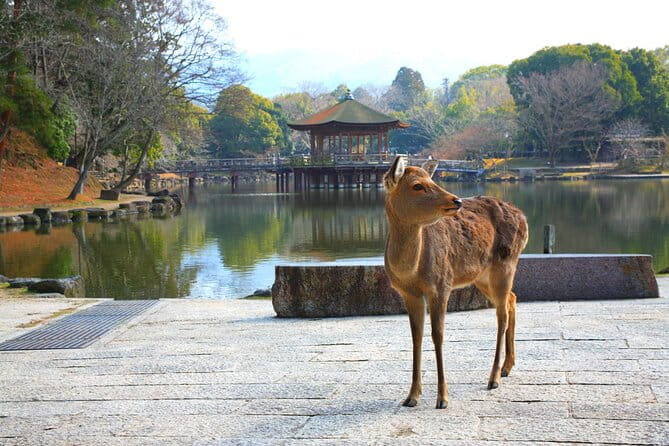 Private Journey in Nara's Historical Wonder - Exploring Nara: Tips for Your Journey