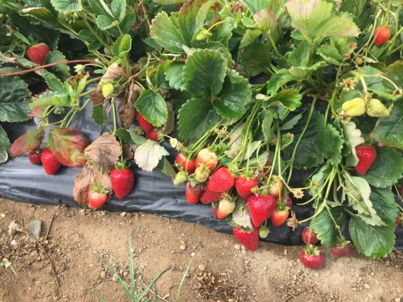 Private-Knossos Palace-Zeus Cave-Villages-Olive Oil Factory - Practicalities and Value