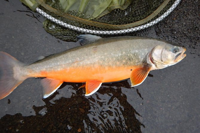 Private Lake and River Fishing Tour from Reykjavik - FAQ