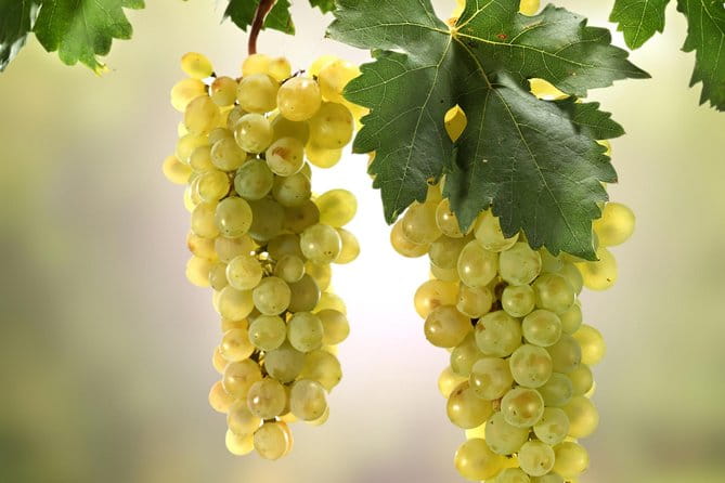 Private Lake Balaton Experience with an unforgettable Wine Tasting - Who Will Love This Tour?