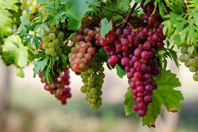 Private Lake Balaton Experience with an unforgettable Wine Tasting - FAQ