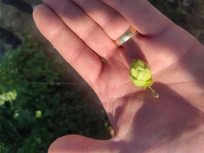 Private Local Craft Beer Tasting in the center of Larnaca - Exploring the Craft Beer Scene in Larnaca