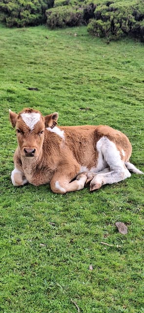Private Madeira Complete Full Day Tour - Discovering Madeira with a Private Touch