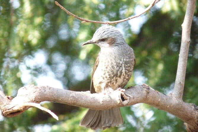 Private Morning Hike Around Nikko Toshogu Shrine - What to Expect