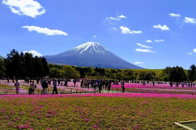 Private Mount Fuji Day Trip From Tokyo by Car - About the Tour Operator