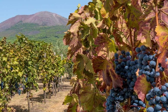 Private Mt Vesuvius and Pompeii with Lunch and Wine Farm Experience - Key Points / Takeaways