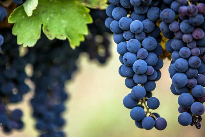 Private Mt Vesuvius and Pompeii with Lunch and Wine Farm Experience - Overall Value and Suitability