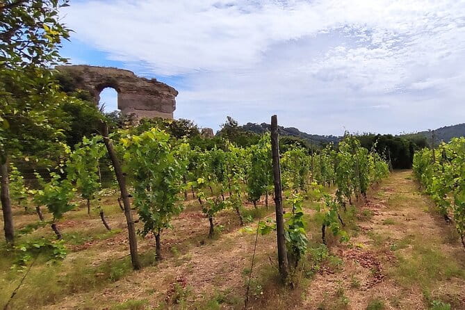 Private Natural Wine Vs Byodinamic and Organic Wine Tour - Meeting Point and Transportation