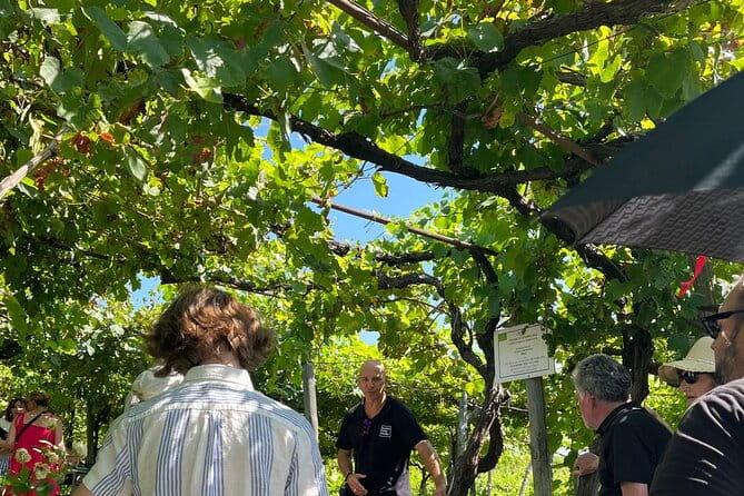 Private Natural Wine Vs Byodinamic and Organic Wine Tour - Who Would Love This Tour?