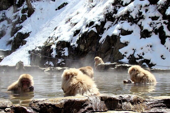 Private Nikko Tour With Transfer - Transportation and Comfort Features