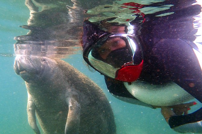 Private OG Manatee Snorkel Tour With Guide for up to 10 People - Customer Reviews and Highlights