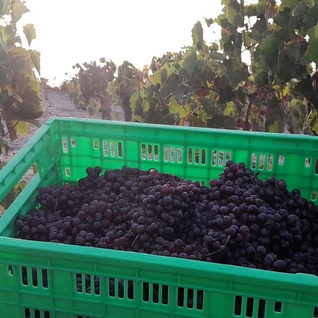 Private organic vineyard visit with liqueur tasting - FAQ