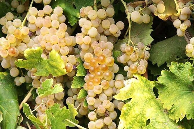 Private Orvieto Daytrip from Rome with Winery Visit - Who Will Enjoy This Tour?