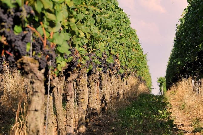 Private: Outdoor Escape Game Tuniberg: Eduardo & the Wine Secret - The Setting: Vineyards, Legends, and Natural Beauty