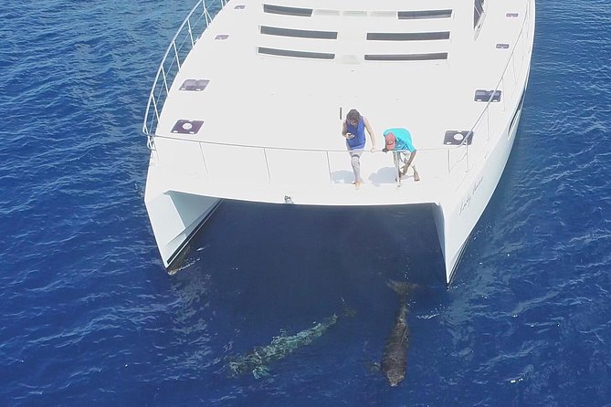 Private Premium Whale and Dolphin Safari St Lucia - Health and Safety Protocols