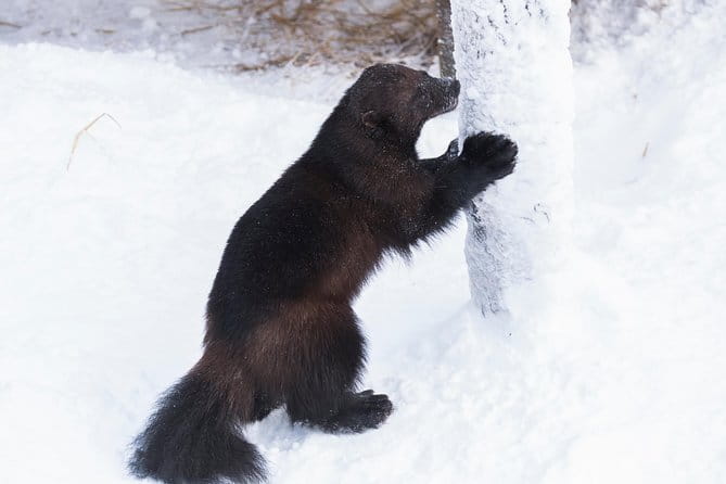 Private Ranua Zoo tour - FAQ