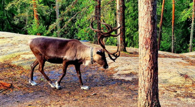 PRIVATE Reindeer Park Adventure by VIP Car - Practical considerations and who it suits
